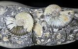 Wide Iridescent Ammonite (Deschaesites) Cluster - Russia #31373-1